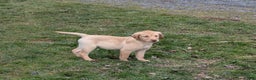 Labrador Retriever dogs for sale: Sophie  - Ad 2