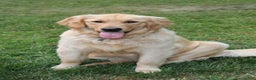 Golden Retriever dogs for sale: Finley - Ad 7