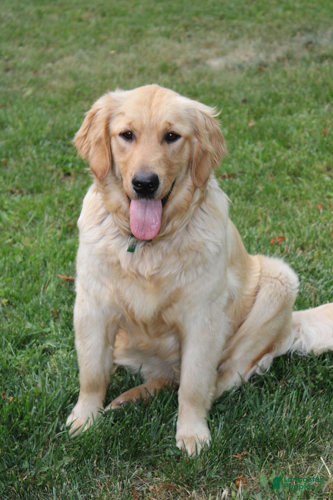 Golden Retriever dogs for sale: Finley - Ad 7