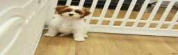 Cavapoo dogs for sale: Mia - Ad 4