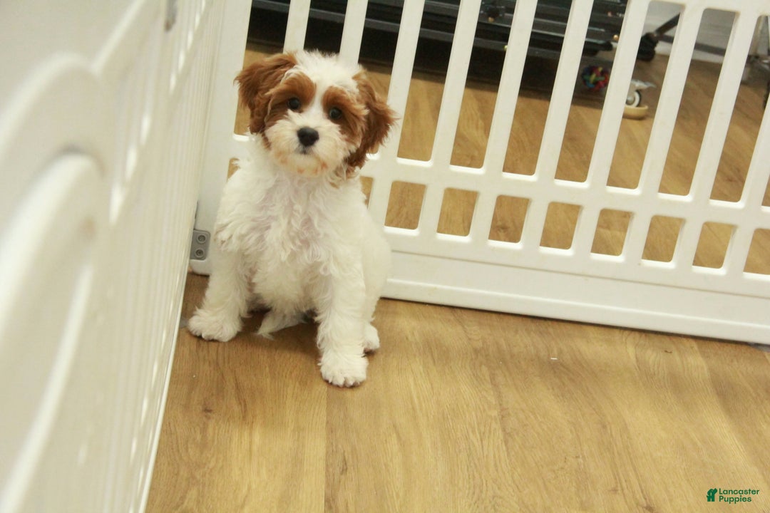 Cavapoo dogs for sale: Mia - Ad 4