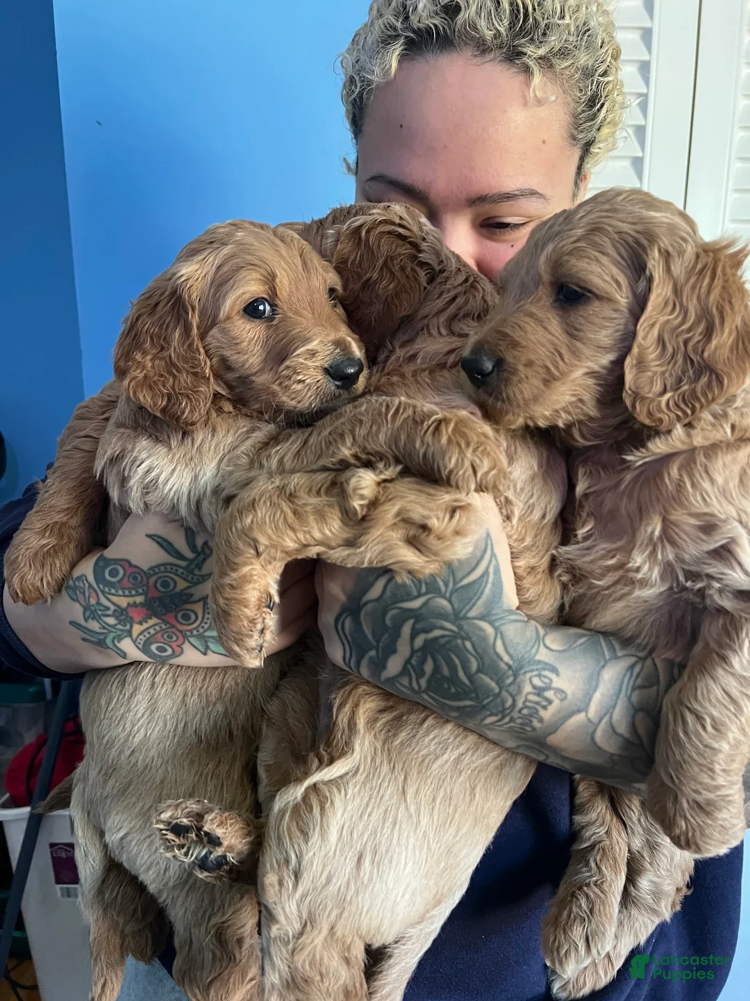 Gallery Image {{count}}