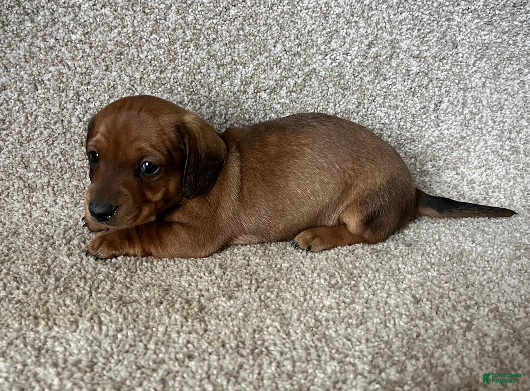 Miniature Dachshund dogs for sale: Chocolate Boy - Ad 5