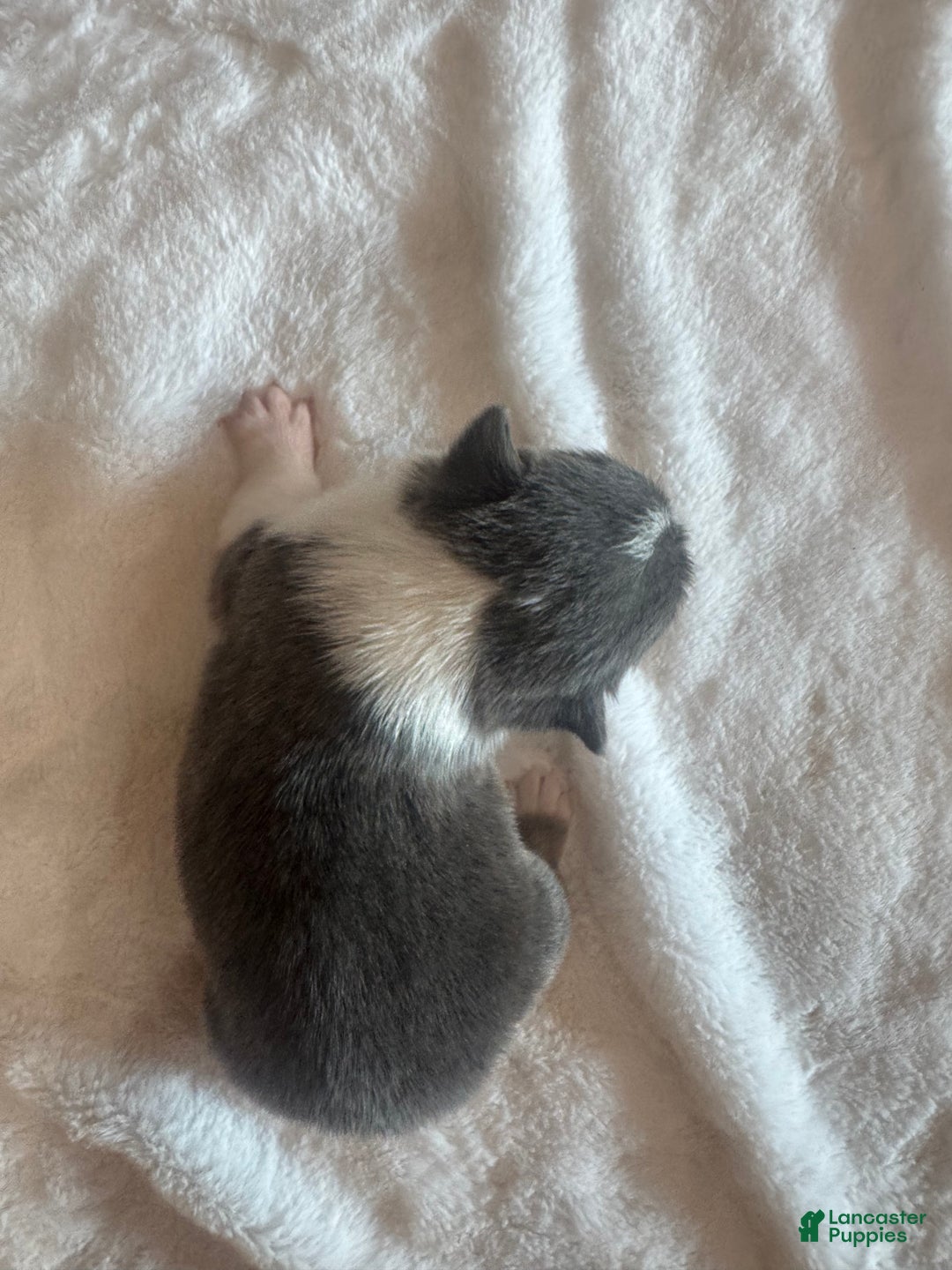 Mixed Breed dogs for sale: Ruger - Ad 5