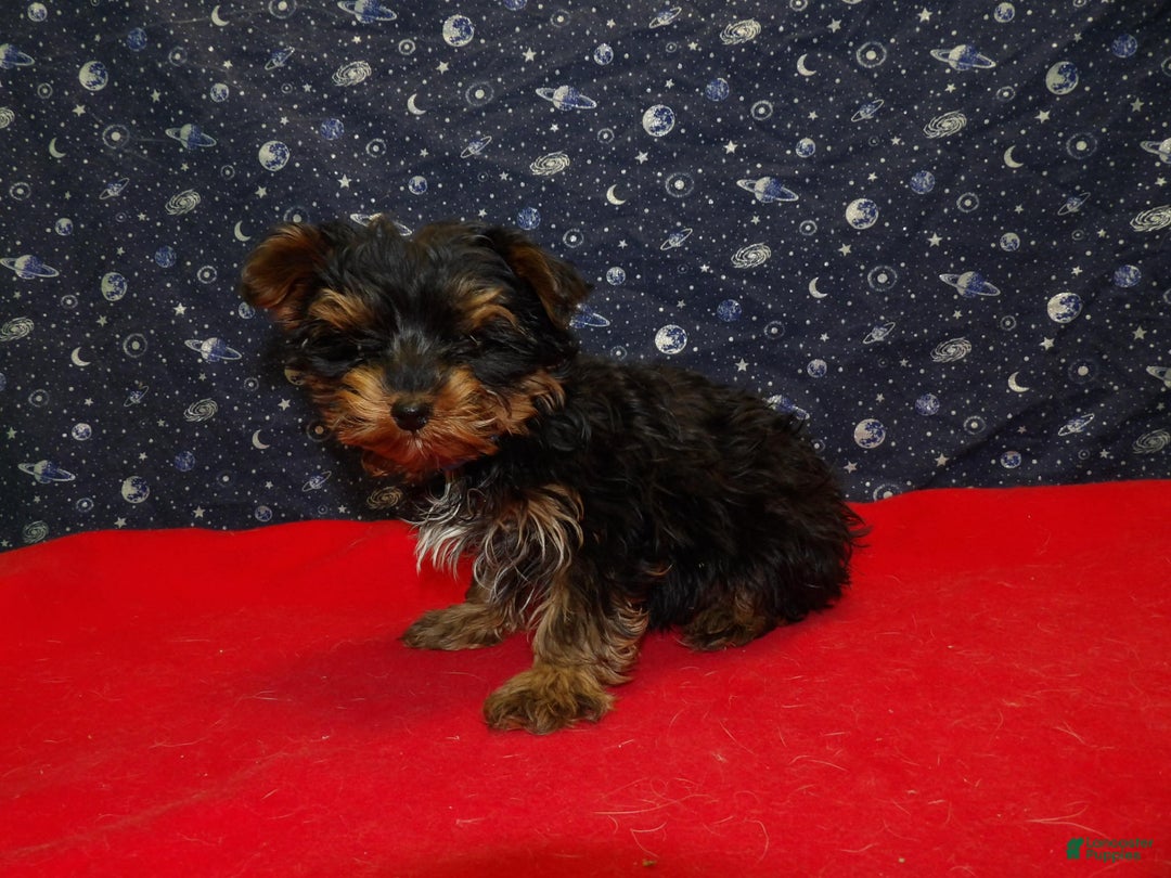 Yorkshire Terrier dogs for sale: Jonah - Ad 5