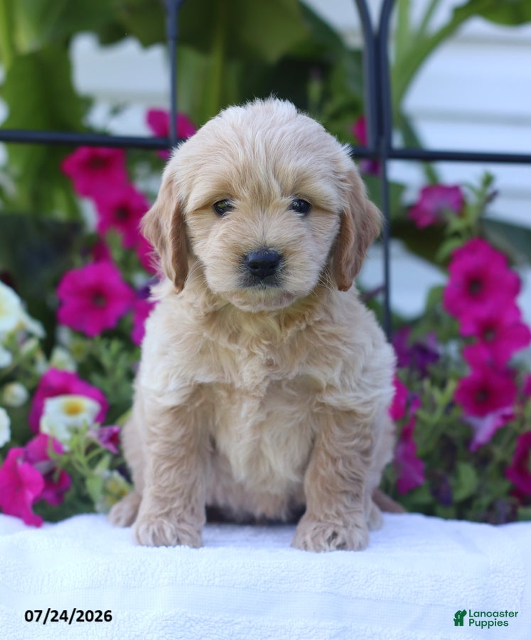 Mini Goldendoodle dogs Julie - Ad 1