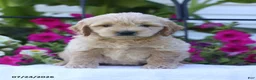 Mini Goldendoodle dogs for sale: Julie - Ad 1