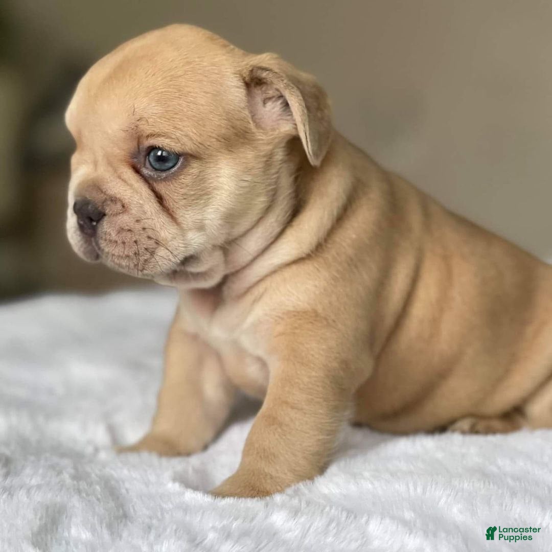 French Bulldog dogs Loli - Ad 1