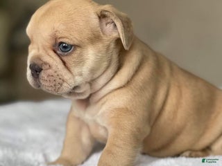 French Bulldog dogs Loli - Ad 1