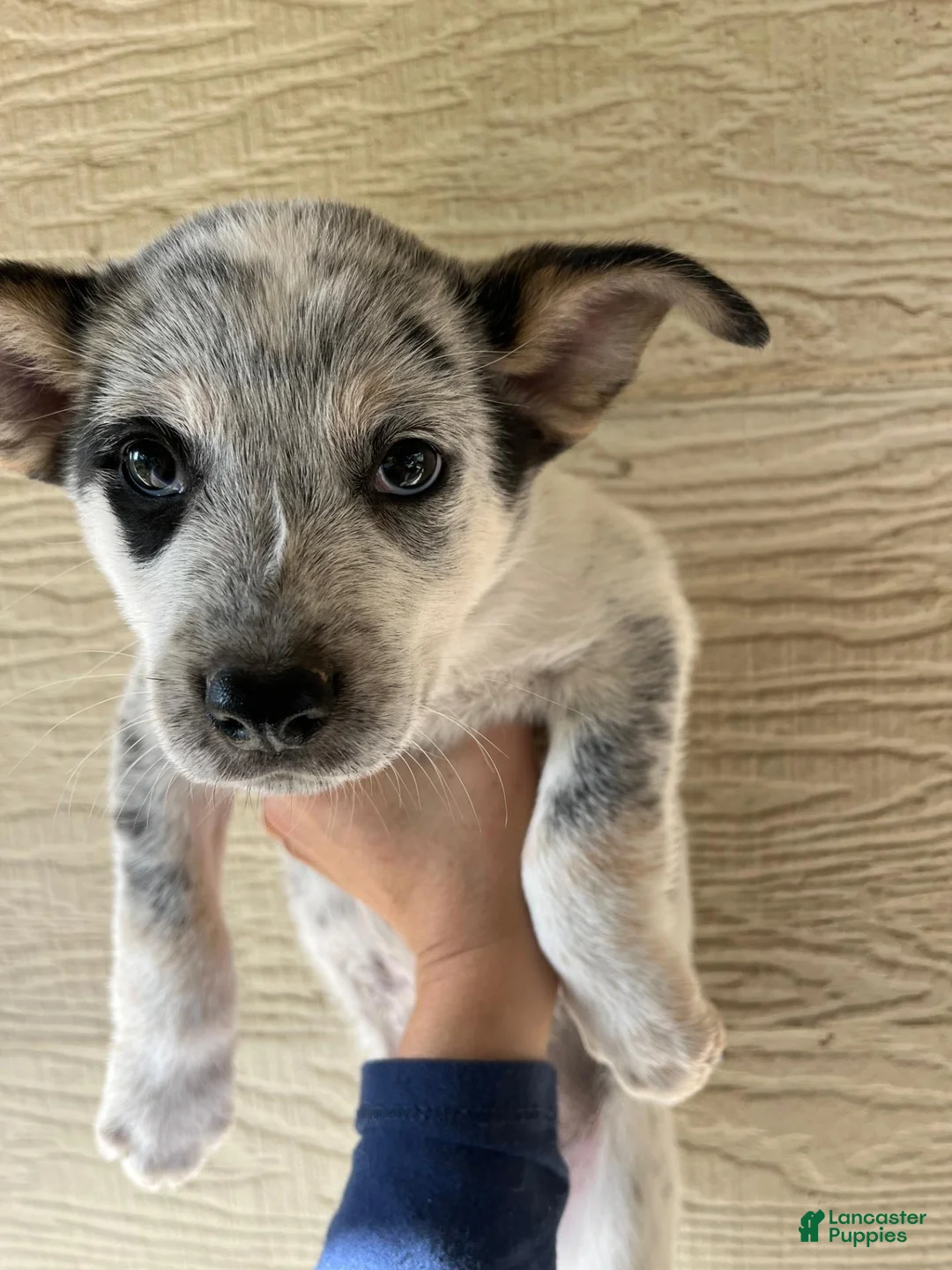 Border Collie dogs for sale: Border Collie 3 - Ad 1