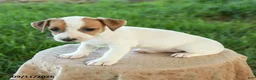 Jack Russell Terrier dogs for sale: Penny - Ad 3