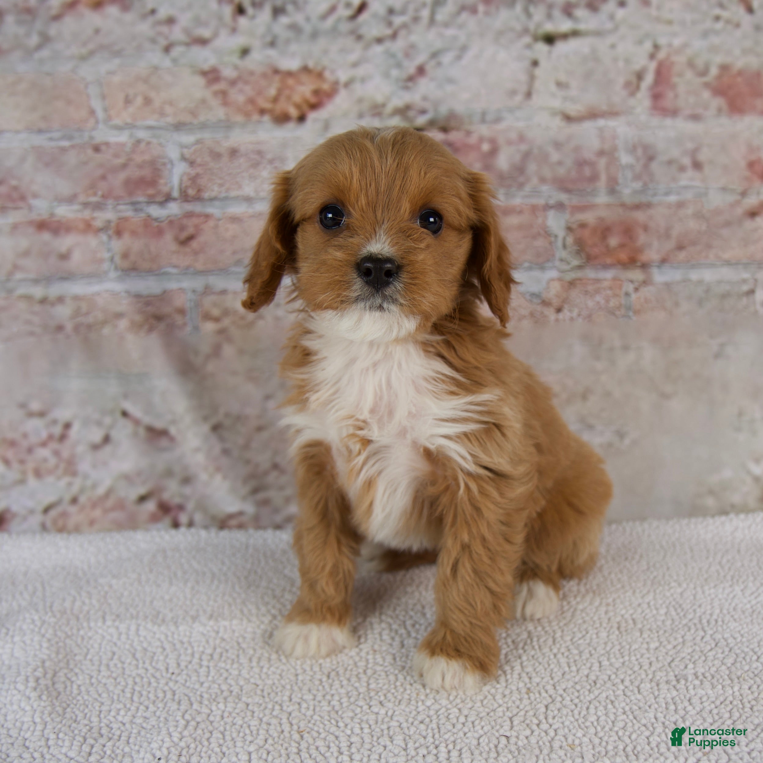 Cavapoo dogs Hazel - Ad 1
