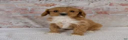 Cavapoo dogs for sale: Hazel - Ad 1