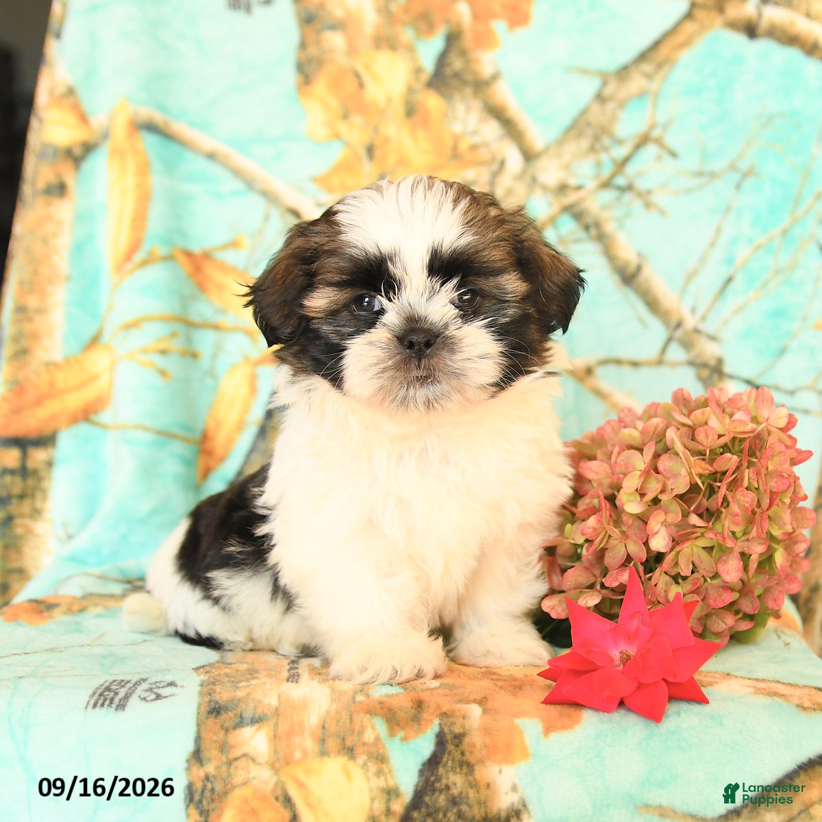 Shih Tzu dogs Lolipop - Ad 1