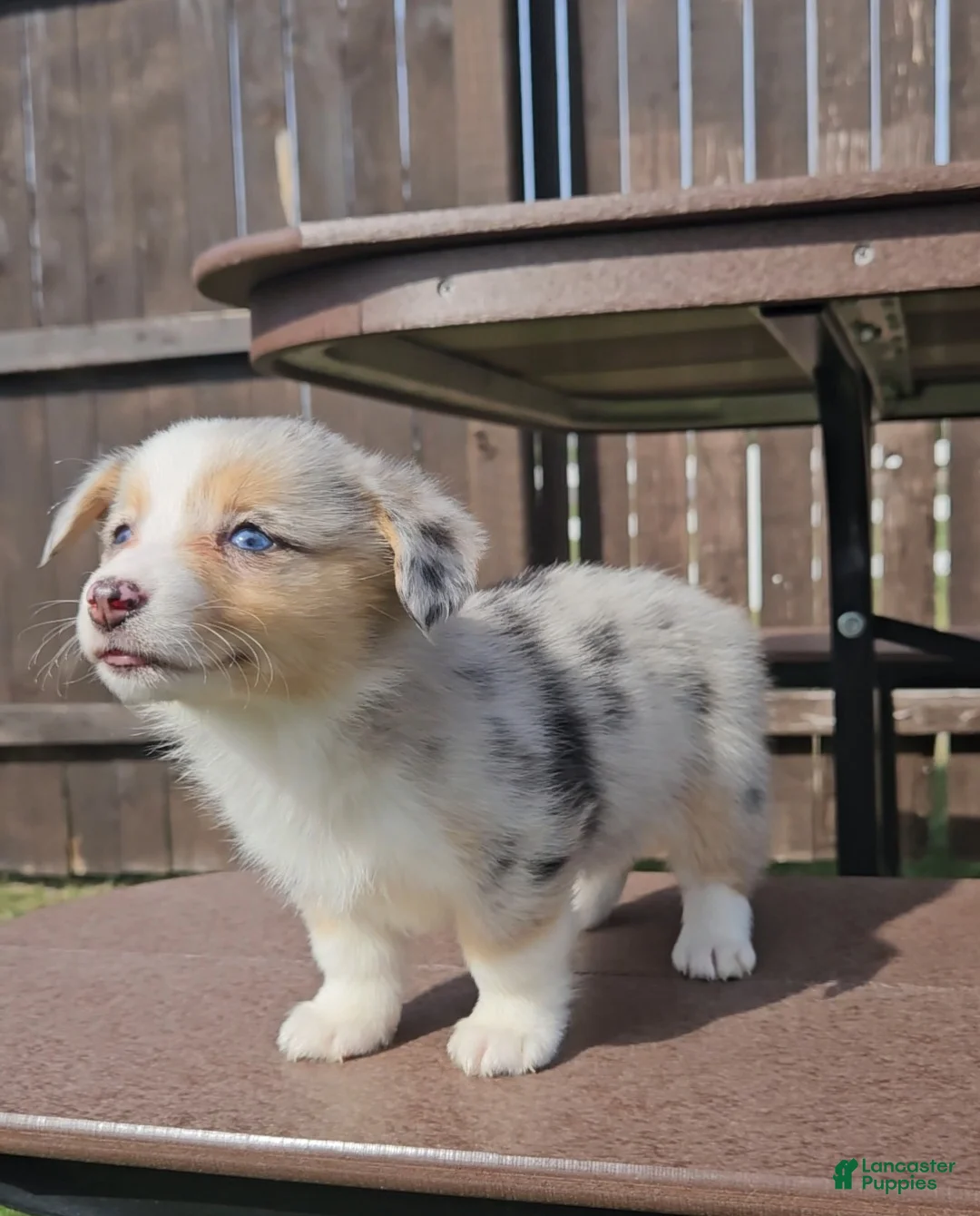 Mixed Breed dogs for sale: Sky - Ad 1