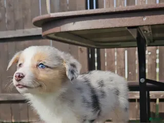 Mixed Breed dogs Sky - Ad 3