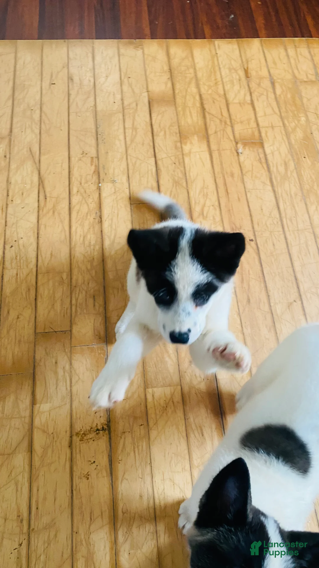 Akita dogs for sale: Akita Puppy 3 - Ad 1