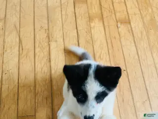 Akita dogs Akita Puppy 3 - Ad 41