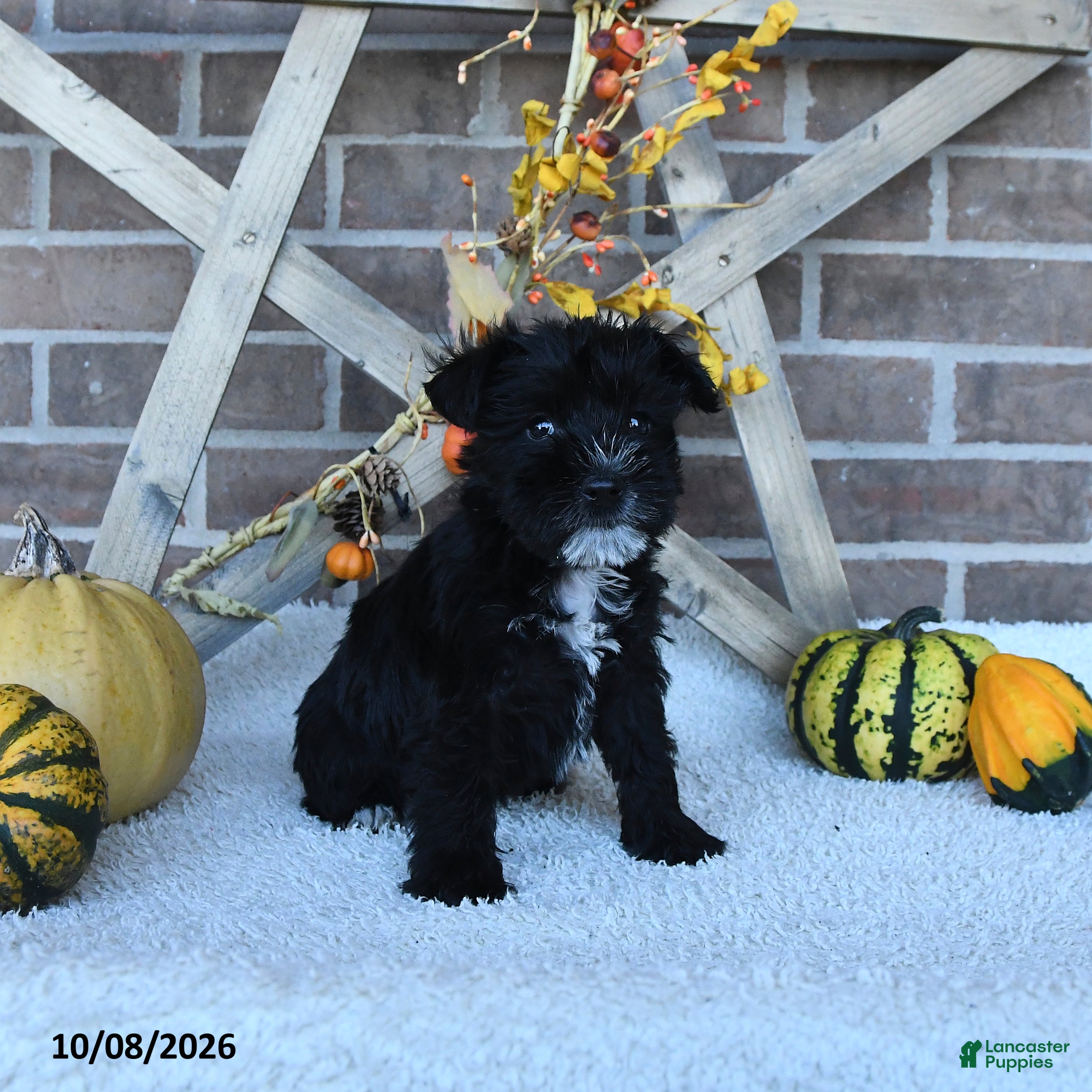 Miniature Schnauzer dogs Alaina - Ad 2