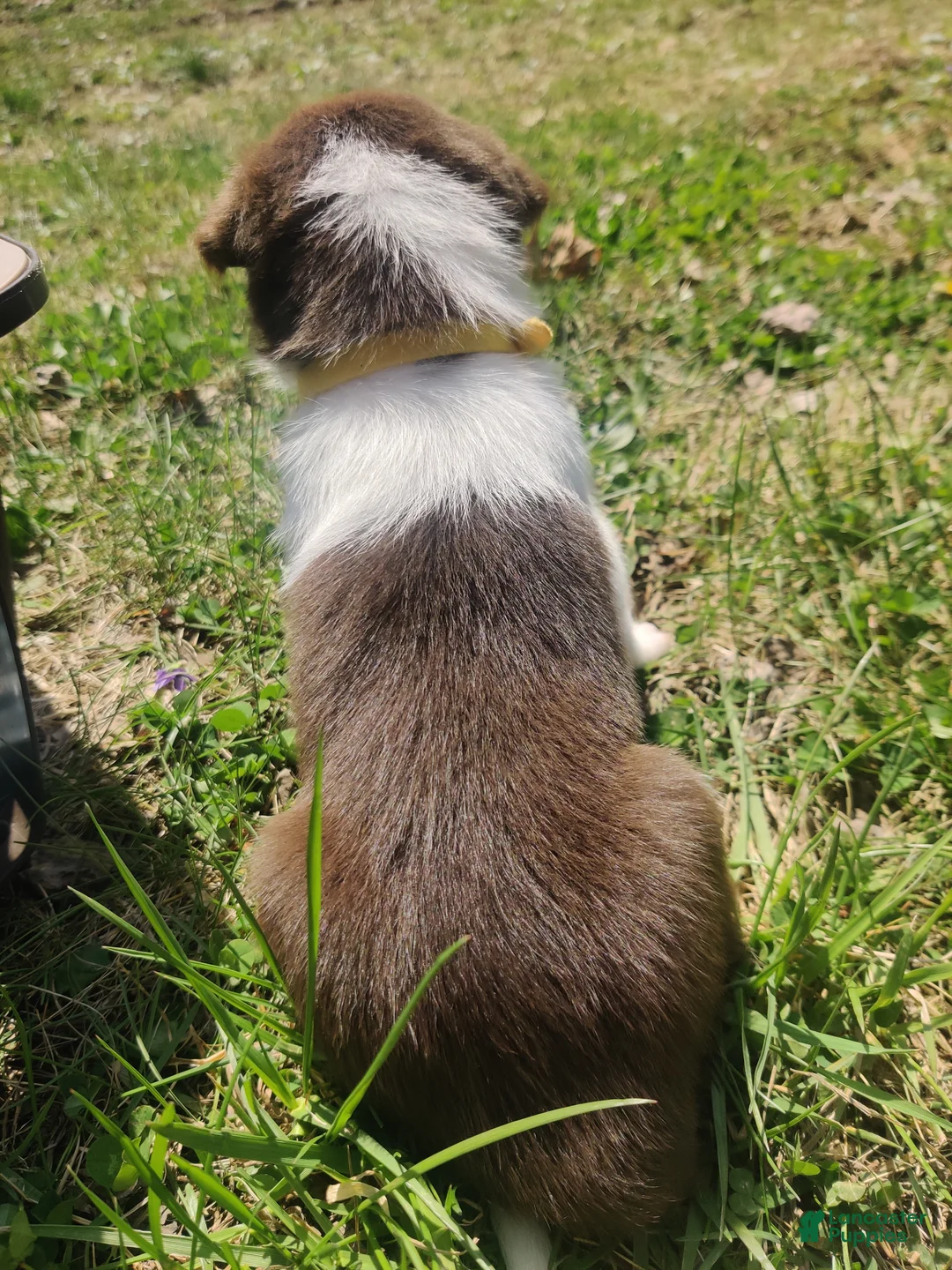 Border Collie dogs for sale: Sam - Ad 2