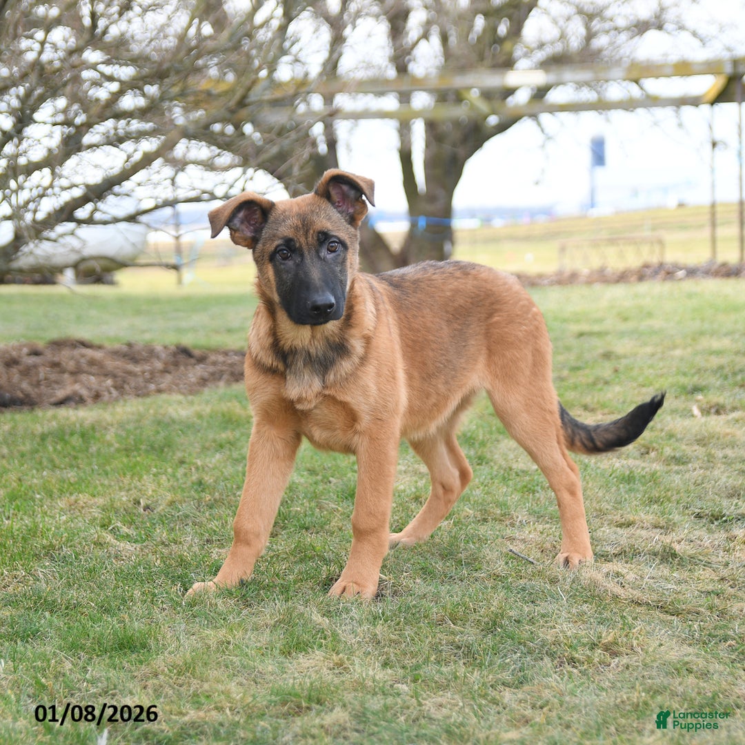 Mixed Breed dogs for sale: Omelet  - Ad 3