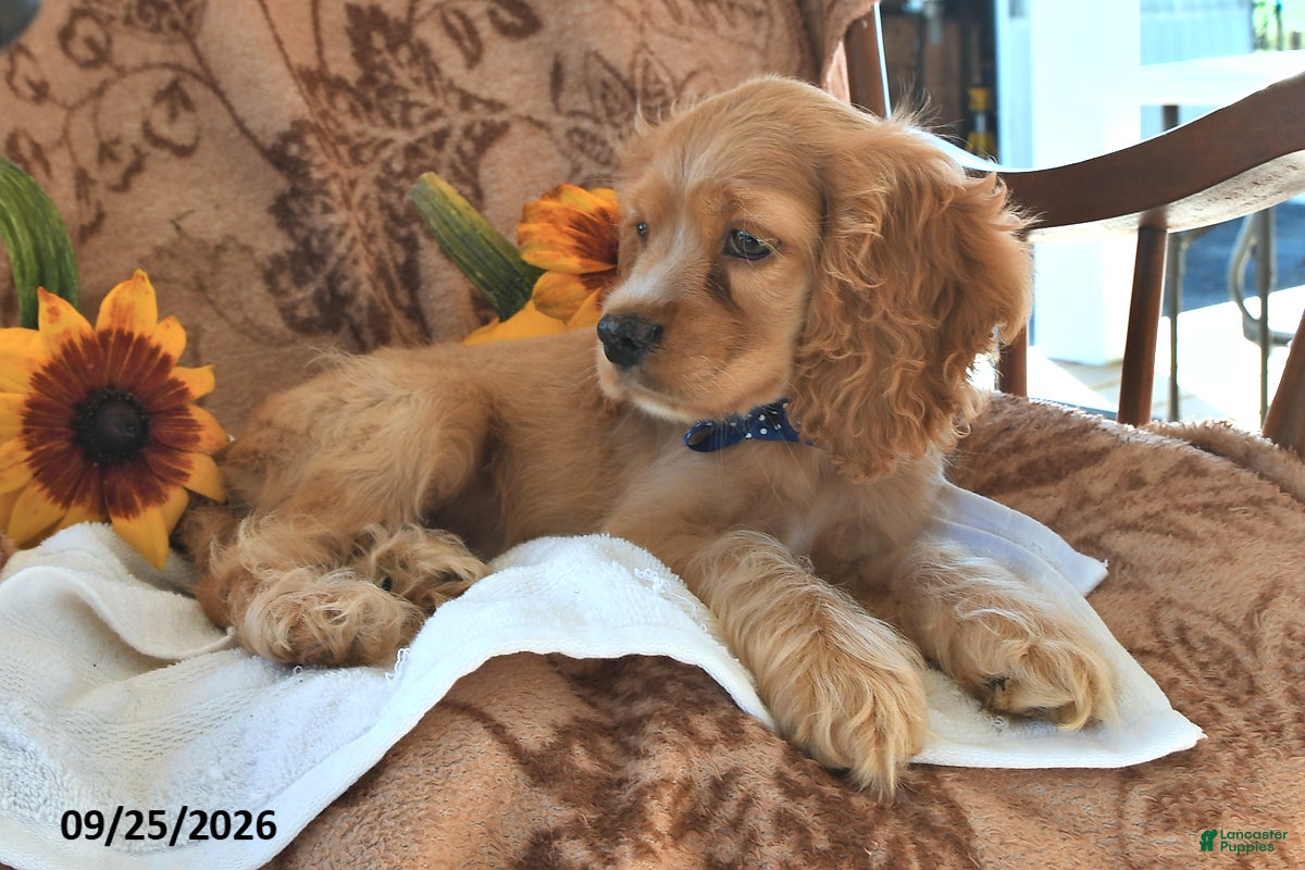 Cocker Spaniel