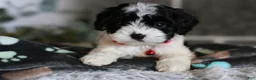 Cavapoo dogs for sale: Dakota - Ad 11