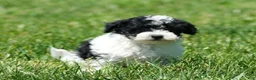 Havapoo dogs for sale: Taylor - Ad 7