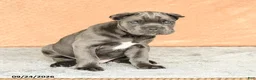 Cane Corso dogs for sale: Rafael - Ad 4