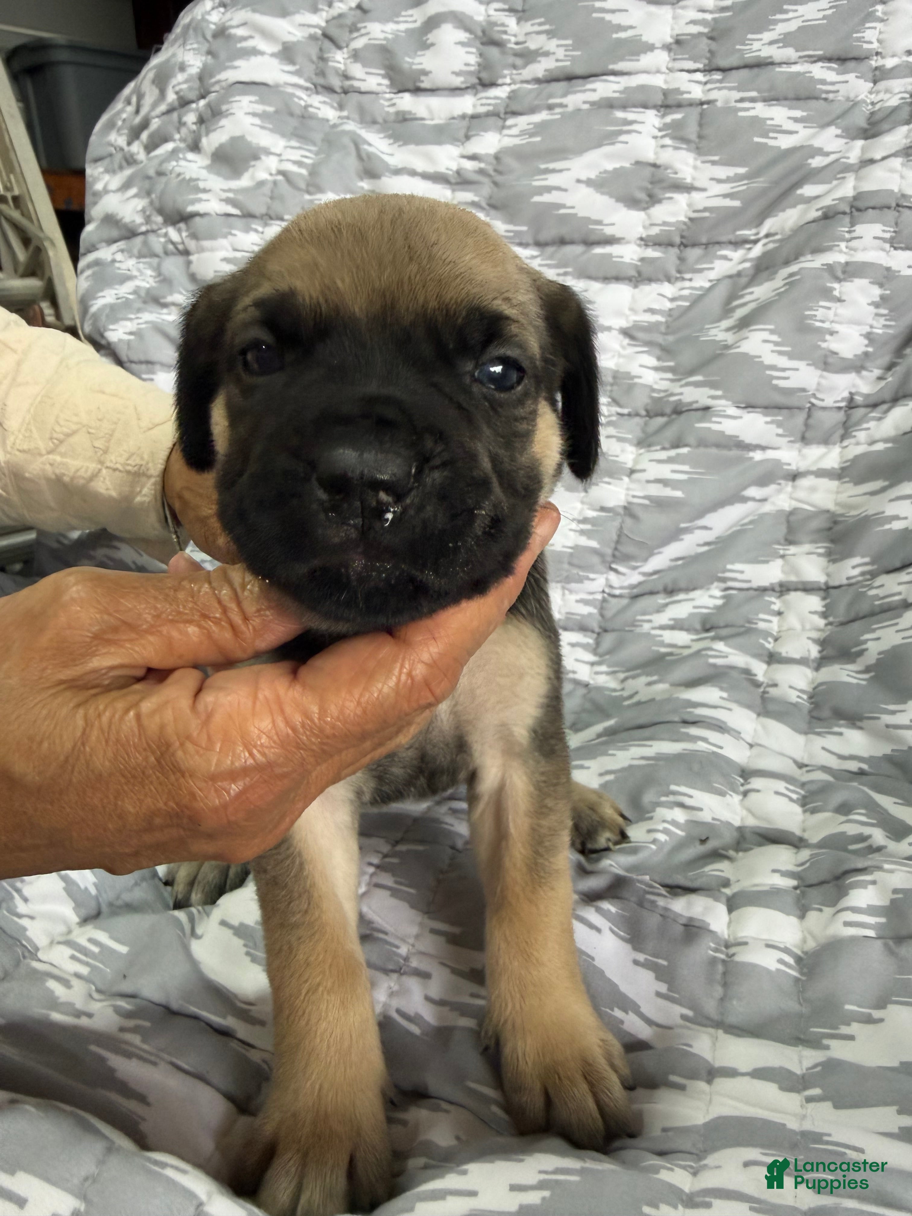 Cane Corso dogs Ella - Ad 1