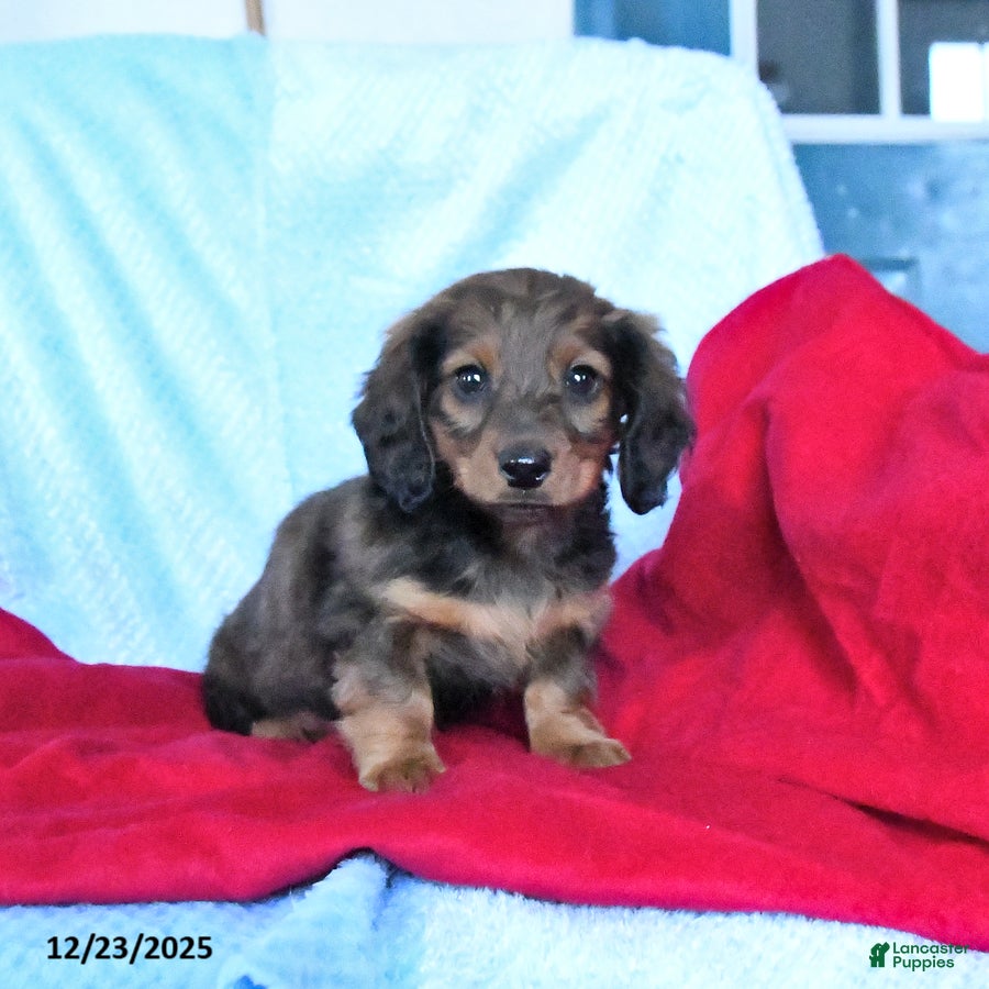 Miniature Dachshund dogs Moose - Ad 20