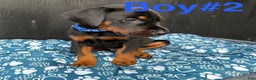 Doberman Pinscher dogs for sale: Doberman Pinscher Puppy 1 - Ad 3
