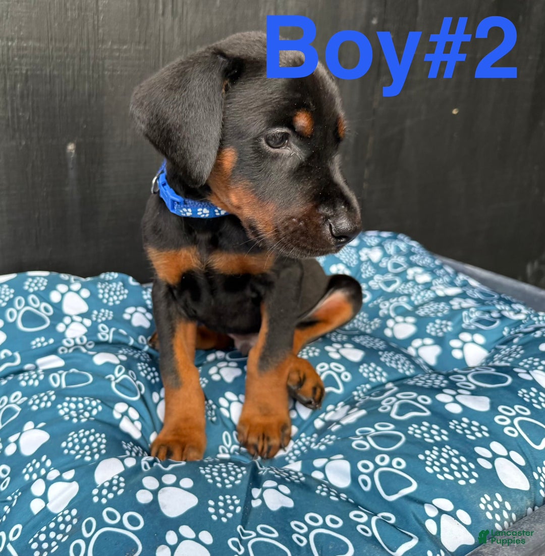 Doberman Pinscher dogs for sale: Doberman Pinscher Puppy 1 - Ad 3