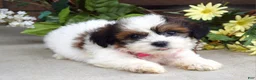 Teddy Bear dogs for sale: Rose - Ad 6