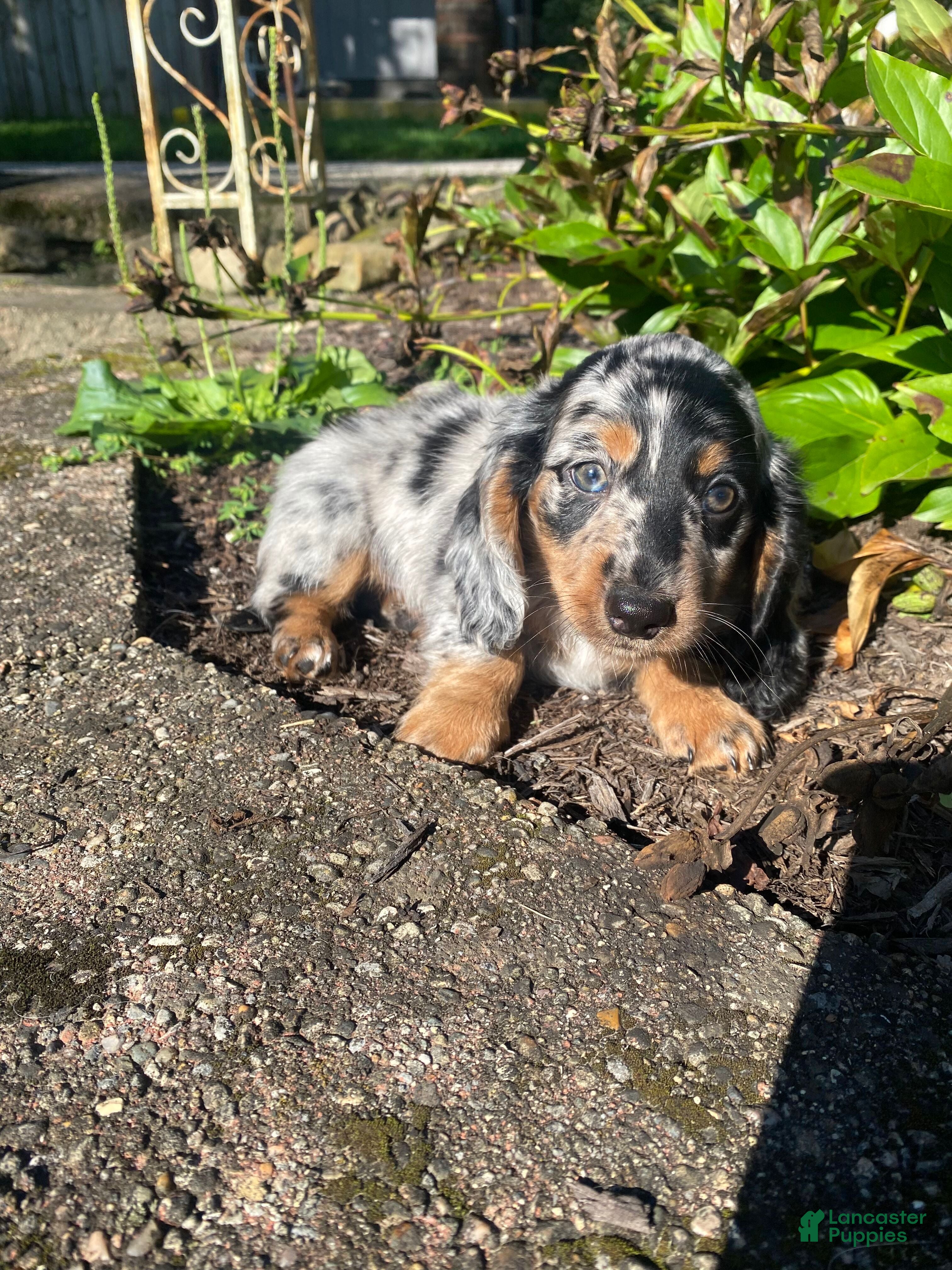 Miniature Dachshund dogs Buster - Ad 1