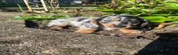 Miniature Dachshund dogs for sale: Buster - Ad 1