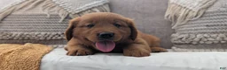Golden Retriever dogs for sale: Hudson  - Ad 9