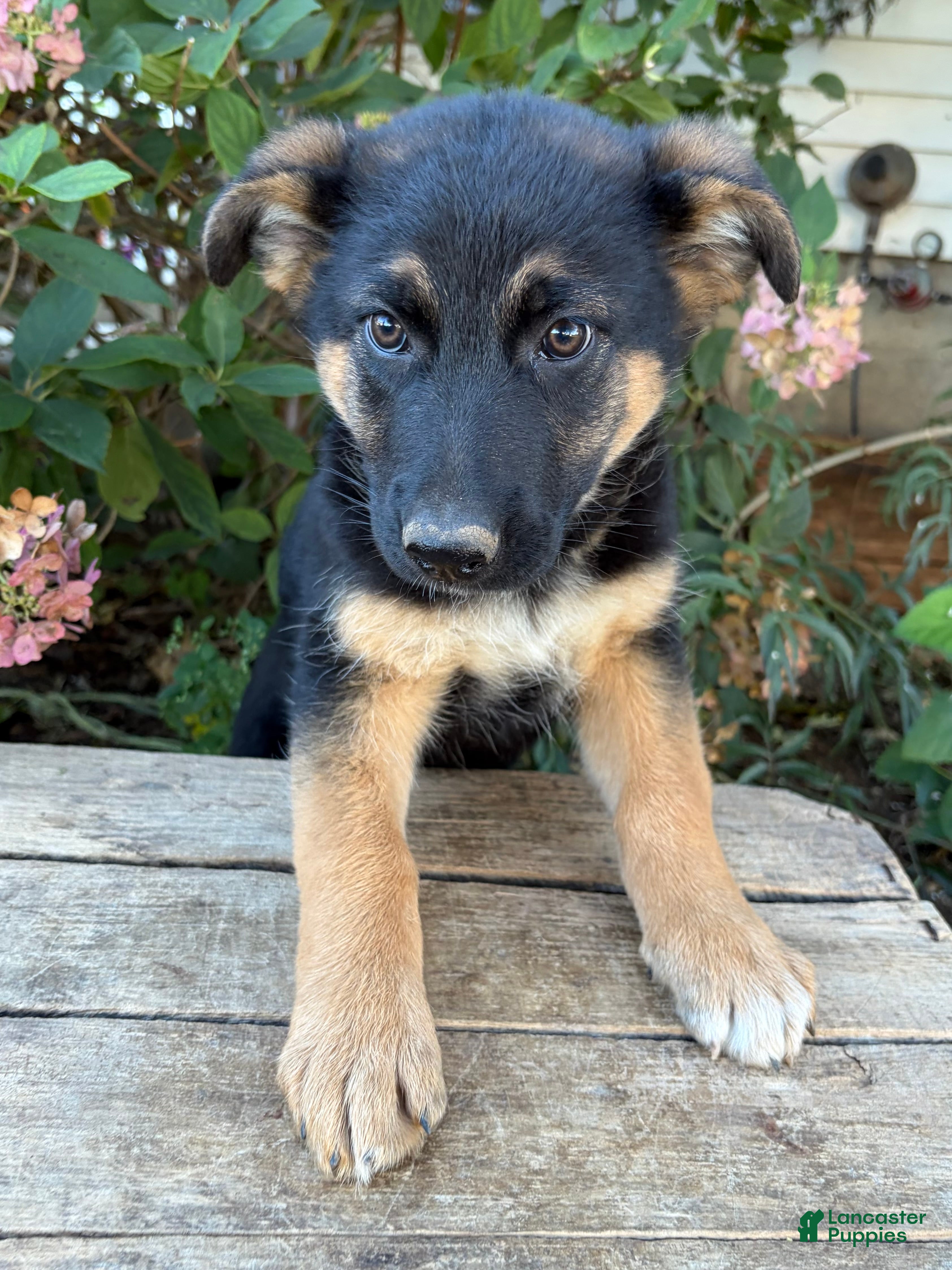 German Shepherd dogs Darcy - Ad 2