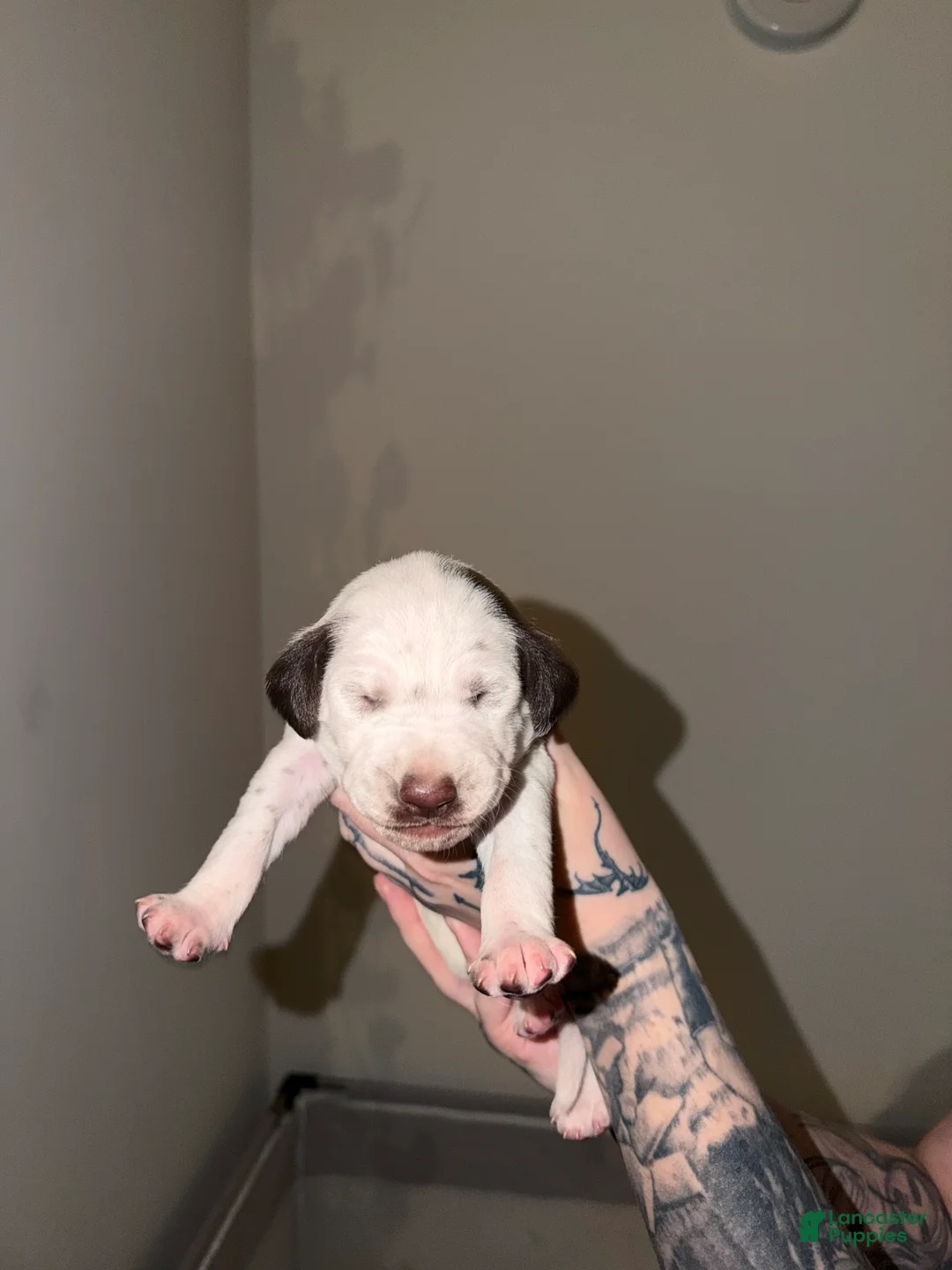 Dalmatian dogs for sale: Dalmatian Puppy 2 - Ad 1