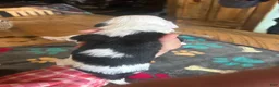 Sheepadoodle dogs for sale: John  - Ad 6
