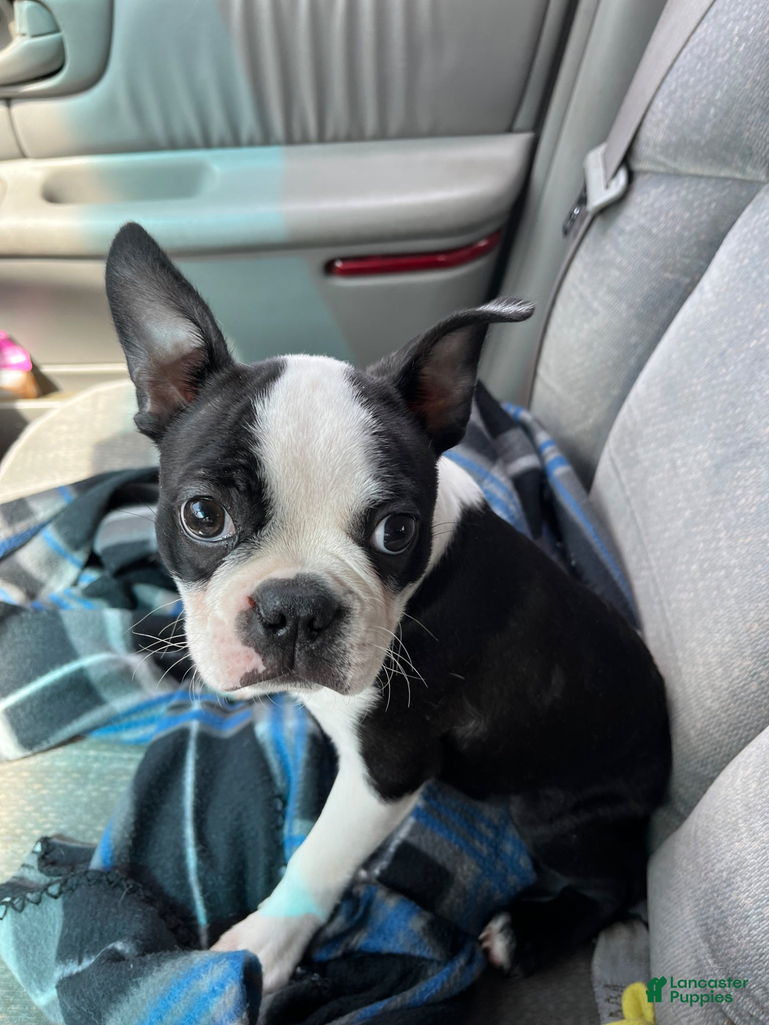 Boston Terrier dogs Winston - Ad 32