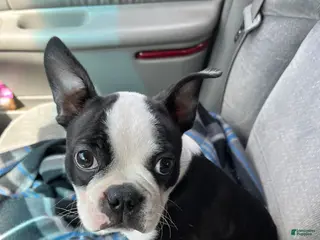 Boston Terrier dogs Winston - Ad 32