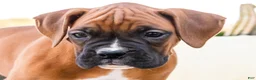 Boxer dogs for sale: Orlando Boxer - Ad 2