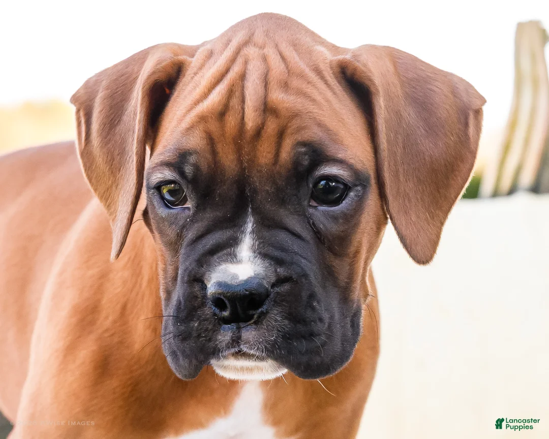 Boxer dogs for sale: Orlando Boxer - Ad 2