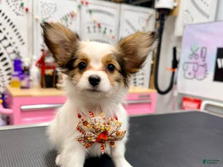 Papillon dogs Daisy - Ad 33