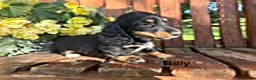 Miniature Dachshund dogs for sale: Billy - Ad 1