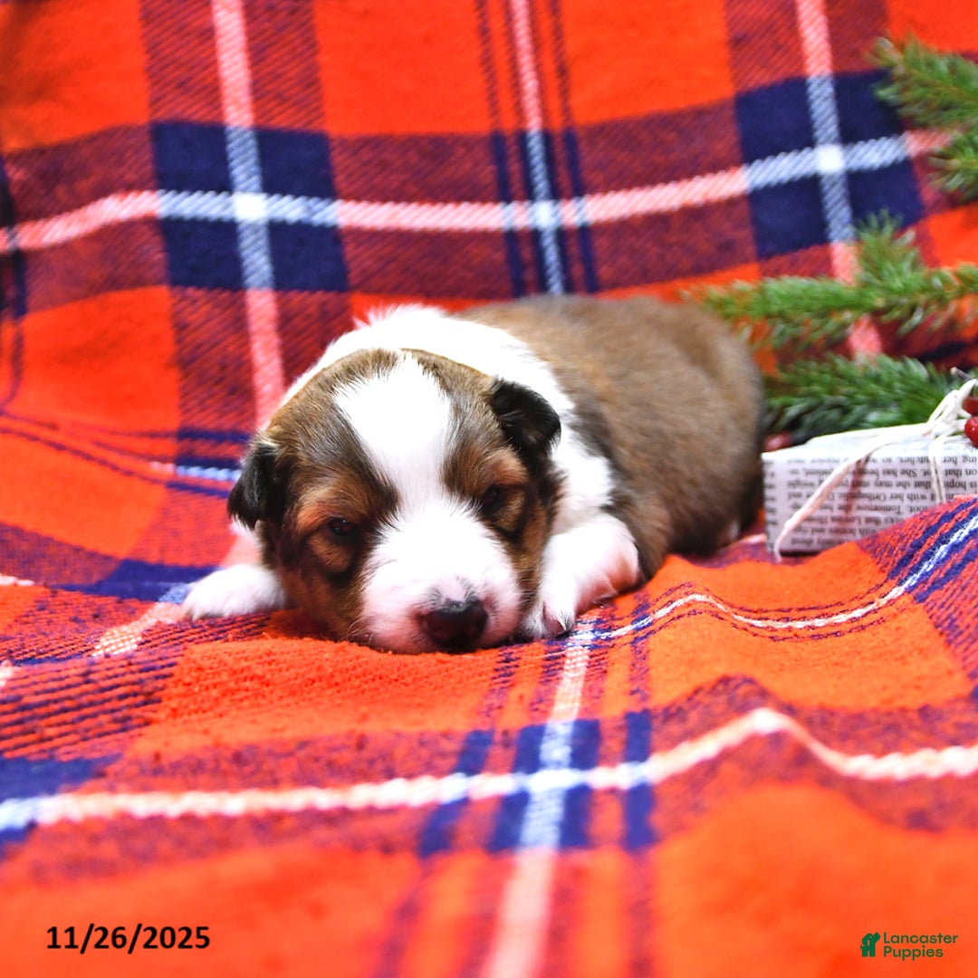 Shetland Sheepdog dogs for sale: Miss Carol - Ad 9