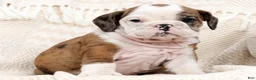 English Bulldog dogs for sale: Lettie - Ad 4