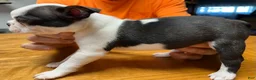 Boston Terrier dogs for sale: Boston Terrier 3 - Patch - Ad 4