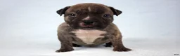 American Bully dogs for sale: Black Brindle Male - Ad 5